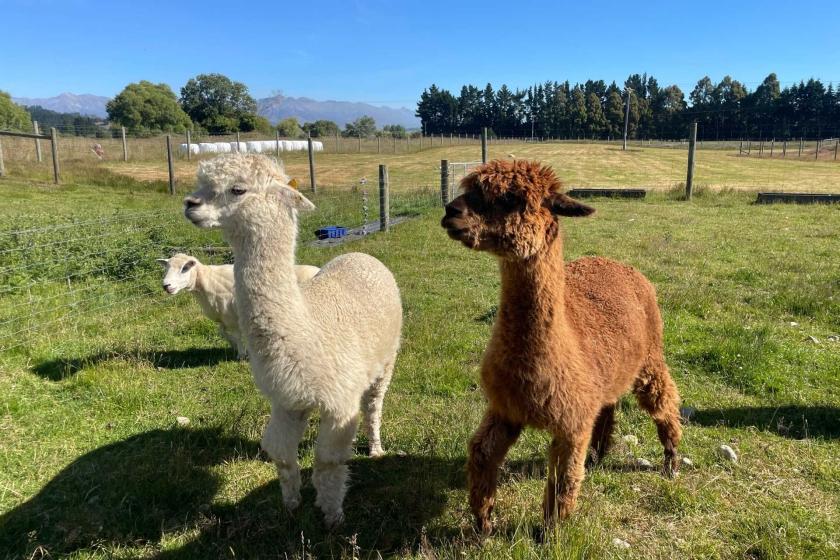 Save 15% on Coach, Farm Tour & Milford Sound Nature Cruise