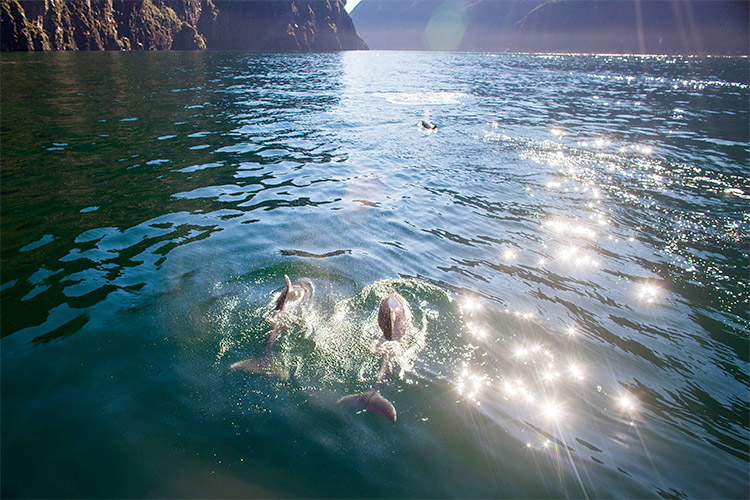 Spotting dolphins on a Milford Sound Cruise