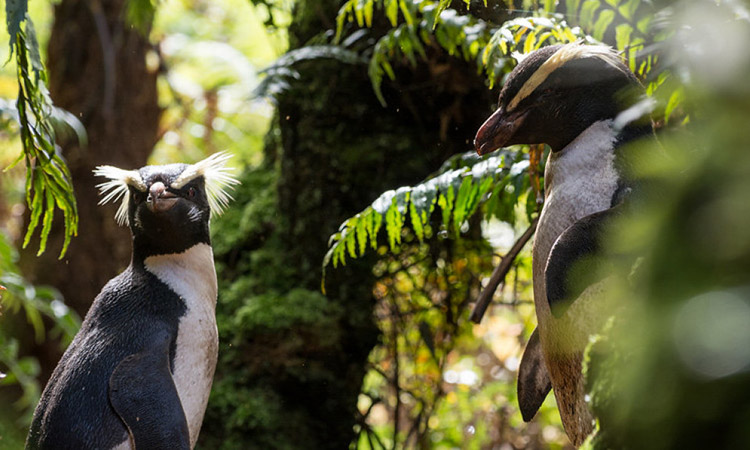 Flora and Fauna Fiordland Crested Penguins
